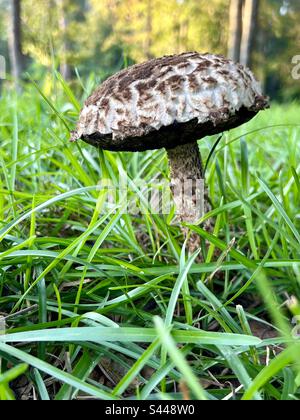 Fungo marrone e bianco che cresce in erba verde Foto Stock