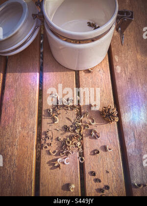 Primo piano di calendula, vaso di marigold, semi essiccati e testata di raccolta di semi in autunno, su una tavola di legno all'aperto con un vaso per immagazzinare semi raccolti. Foto Stock