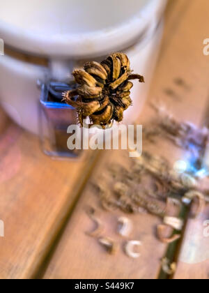 Primo piano di calendula, testa di semi di marigold pentola e semi essiccati, raccolto autunnale su una tavola di legno con un vasetto per la conservazione dei semi raccolti, fuoco selettivo. Foto Stock