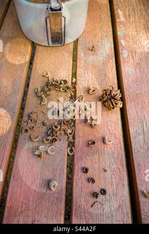 Un assortimento di calendula, vasetto marigold, semi secchi e testa di semi raccolti in autunno, su un tavolo di legno con un vasetto per immagazzinare i semi di fiori. Foto Stock