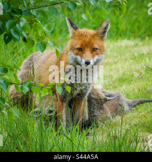 Volpi della città - Una vixen che allatta i suoi quattro cuccioli di volpe in un giardino suburbano a Clarkston, Scozia Foto Stock