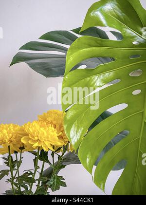 Primo piano di una pianta da fiore di crisantemo giallo accanto a una grande foglia verde chiara di monstera deliziosa, appena srotolata. Sfumature di verde e giallo. Foto Stock