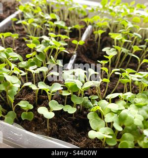 Una fotografia di giovani piante di razzo che crescono in un vassoio del windowsill Foto Stock