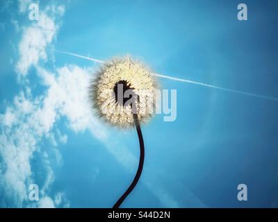 Testa di semi di dente di leone retroilluminata dal sole contro un cielo blu Foto Stock