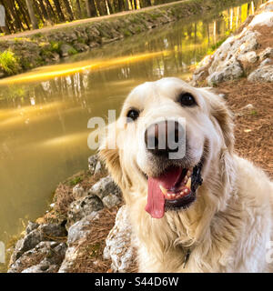 Un primo piano Golden Retriever sorriso Foto Stock