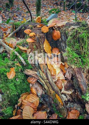 Funghi, muschio e foglie autunnali cadute su un ceppo in una foresta nel sud di Monaco, Germania. Foto Stock