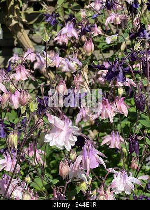 Fiori di aquilegia rosa e viola Foto Stock