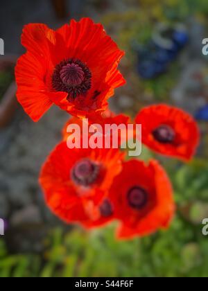 Papaveri orientali rossi (Papaver sp.) Fioritura a fine maggio. Foto Stock