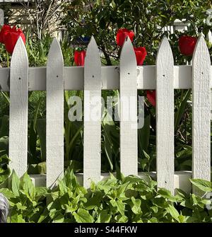 Red Roses e White Picket Fence Foto Stock