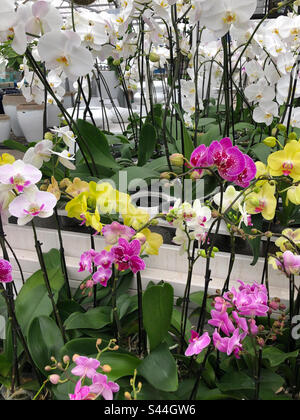 Orchidee bianche, gialle e rosa in un vivaio da giardino. Foto Stock