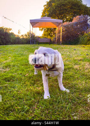 Piccolo cane da cavapoo bianco nel giardino in tarda serata. Foto Stock
