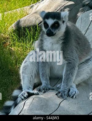 Anello-tailed lemuri Foto Stock