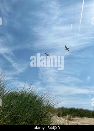 Gabbiani che volano sulla spiaggia delle dune Foto Stock