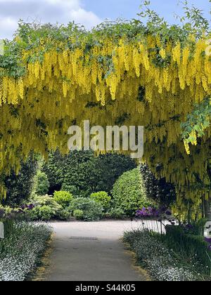 Laburnum anagyroides Rocket giallo - albero verticale della catena d'oro - arco Foto Stock