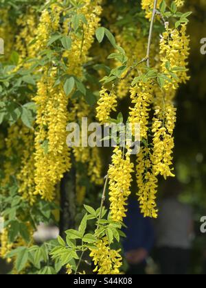 Laburnum anagyroides Rocket giallo - albero verticale della catena dorata - appeso Foto Stock