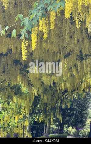 Laburnum anagyroides Rocket giallo - albero verticale della catena dorata Foto Stock