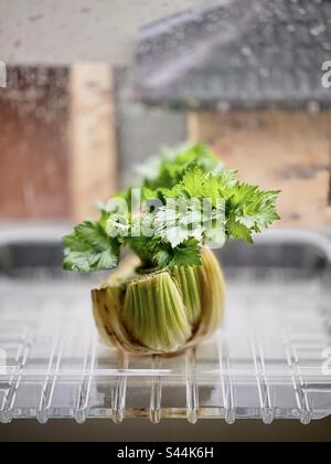 Ricrescita i tuoi veggies dagli scarti. Foglie di sedano che crescono dall'estremità della radice del gambo di sedano in acqua in contenitore di plastica riposto sul windowsill. Foto Stock