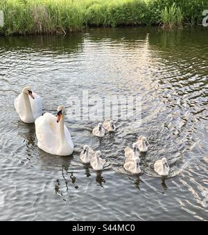 Famiglia di cigni e bambini Foto Stock