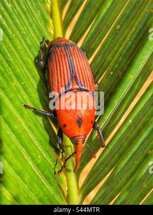 Red Palm weevil Beetle (Rhynchophorus ferrugineus) Wild girato a Javea, Spagna Foto Stock