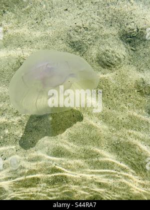 Medusa comune, Aurelia aurita. Visto nella costa dell'Oceano Atlantico della Contea di Donegal, Irlanda Foto Stock