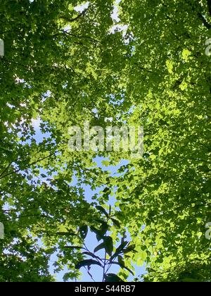 Luce del sole che si diletta attraverso il verde baldacchino albero Foto Stock