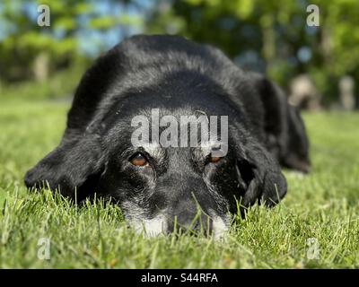 Una vecchia femmina nera Labrador Retriever sdraiata nell'erba in una giornata calda. Foto Stock