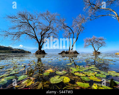 Inverno vicino al lago Foto Stock