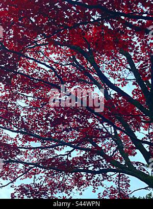 Bellissimo Acer palmatum dissectum Firecracker albero - comunemente noto come l'acero giapponese. Foto Stock