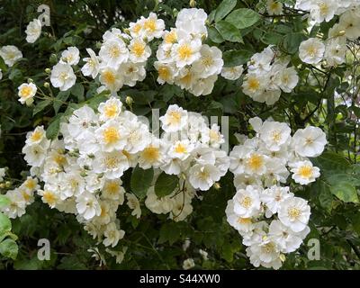 Rettore rampicante fiori di rosa, Rosaceae Foto Stock