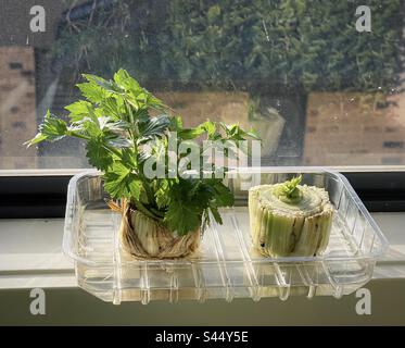 Vegetali che ricregrowing da scarti. Le foglie di sedano ricrescere dalla base dei gambi di sedano in acqua in contenitore di plastica riposto sul davanzale. Concetto di zero sprechi. Sostenibile. Foto Stock