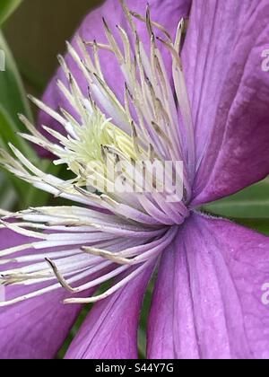 Clematis viola molto elegante sulla vite nel mio giardino Foto Stock