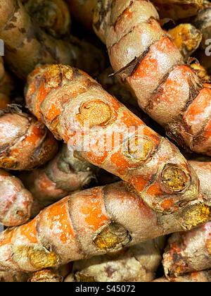 Radici di curcuma Foto Stock