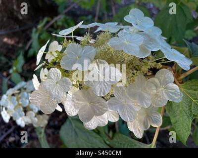 Foglie di quercia ortensie Foto Stock