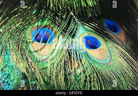 Modelli in natura, pavone, piume di coda, uccelli, Peafowl comune, Pavo cristatio Foto Stock