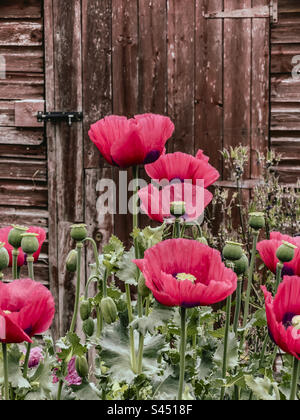 Fiori di papavero e teste di semi che crescono di fronte a un capannone da giardino. REGNO UNITO Foto Stock