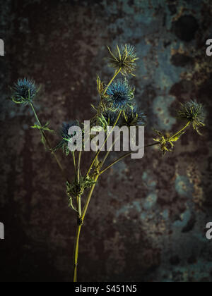 Thistles morti Foto Stock