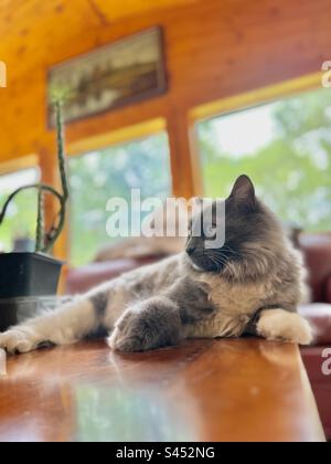 Adorabile gatto grigio e bianco sdraiato su un tavolo di legno nel solarium accanto al cactus. Foto Stock