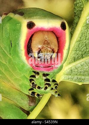 Puss tormentano le larve mostrando i punti oculari come una postura difensiva Foto Stock