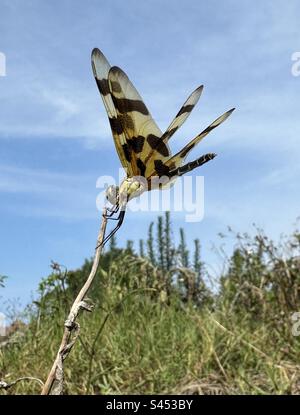 La libellula del pennant di Halloween si alza tenendo in mano un bastone Foto Stock
