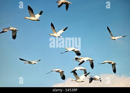 Schemi nella natura, oche delle nevi su un lago, migrazione, migrazione Foto Stock