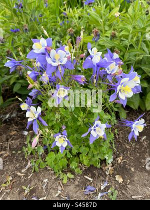 Fiori di colonna in un giardino del New England. In piena fioritura. Foto Stock
