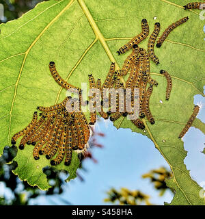 I caterpillar di falena (Phalera bucephala) riposano in un grappolo su una foglia di pioppo in un giardino dell'Hampshire nel Regno Unito Foto Stock