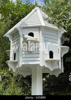 Colomba bianca con una sola colomba bianca arroccata all'esterno nei giardini perduti di Heligan, Cornovaglia, Inghilterra, in estate Foto Stock