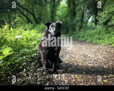 Ritratto di cane felice nella foresta e petali bianchi caduti a terra Foto Stock