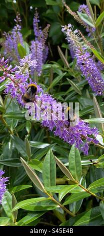 Le api operaie raccolgono il polline da graziosi fiori Foto Stock