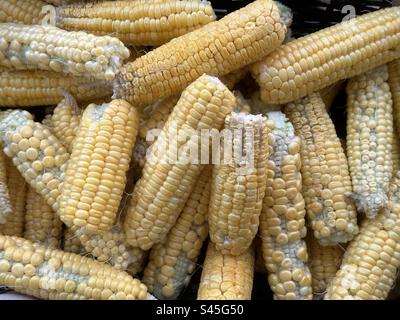 Mais dolce biologico, mais fresco raccolto in un cestino di vimini Foto Stock