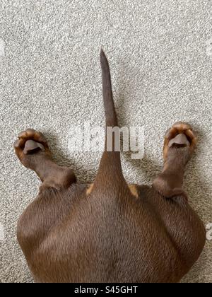 Coda e gambe posteriori del cucciolo Dachshund di 5 mesi Foto Stock