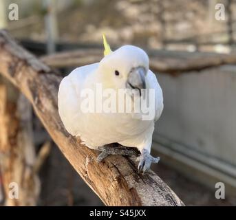 Cockatoo zolfo che cammina sul ramo Foto Stock