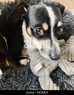 Cane bianco e nero che gioca con un orsacchiotto su una coperta grigia Foto Stock