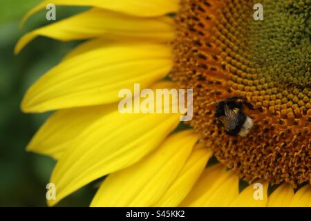 Un bumblebee che raccoglie polline da un girasole Foto Stock